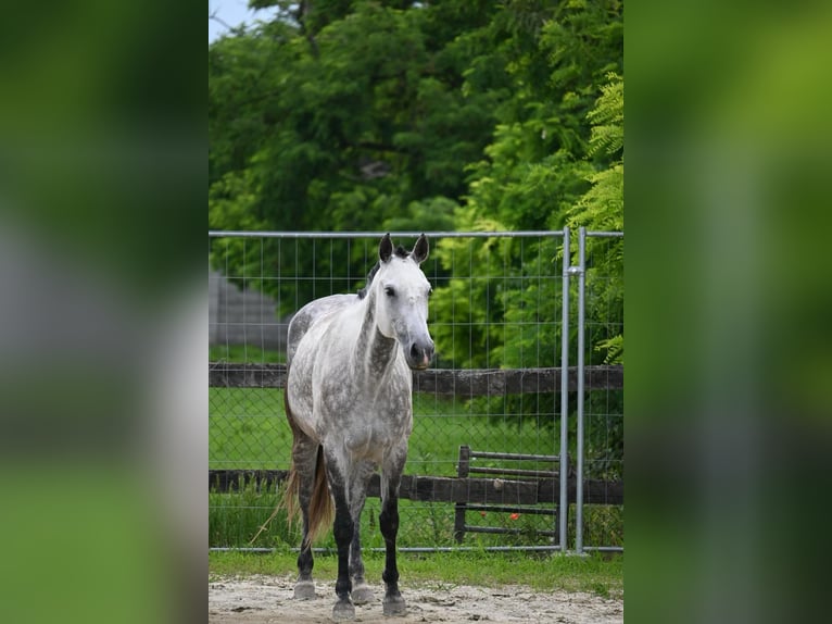 Azteca Giumenta 9 Anni 155 cm in Stopfenreuth