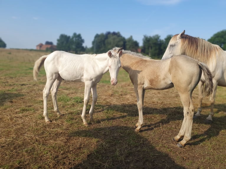 Azteca Giumenta Puledri
 (04/2024) 153 cm Perlino in Rödinghausen