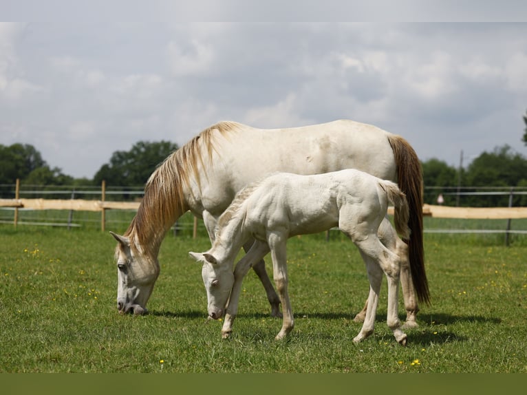 Azteca Giumenta Puledri
 (04/2024) 153 cm Perlino in Rödinghausen