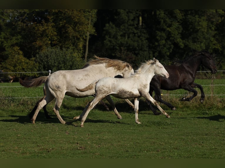 Azteca Giumenta Puledri (04/2024) 153 cm Perlino in Rödinghausen