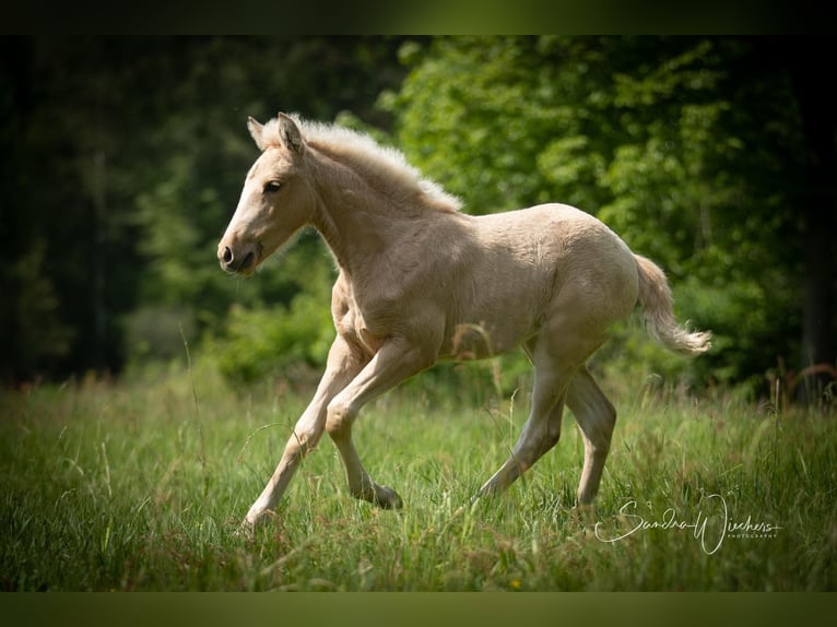 Azteca Giumenta Puledri
 (04/2024) 156 cm Palomino in Walsrode