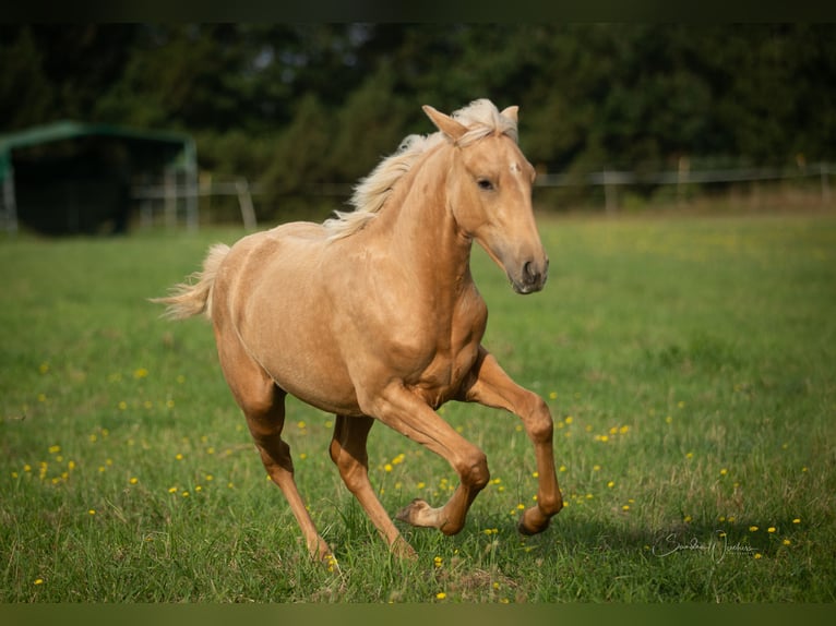 Azteca Giumenta Puledri
 (04/2024) 156 cm Palomino in Walsrode