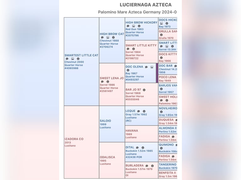 Azteca Giumenta Puledri
 (04/2024) 156 cm Palomino in Walsrode