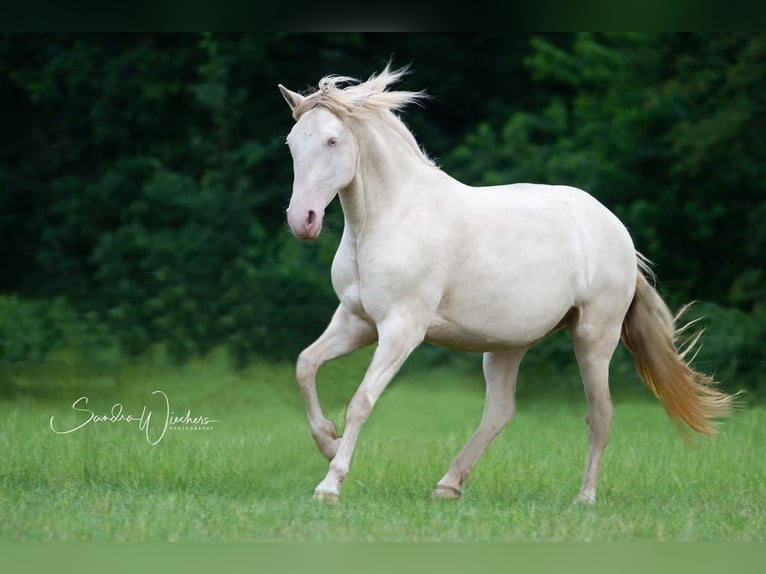 Azteca Giumenta Puledri
 (04/2024) 156 cm Palomino in Walsrode