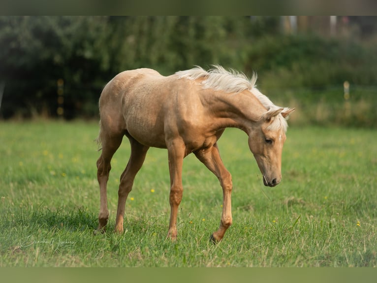 Azteca Giumenta Puledri
 (04/2024) 156 cm Palomino in Walsrode