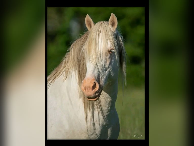 Azteca Mix Hengst 15 Jahre 151 cm Cremello in Feurs