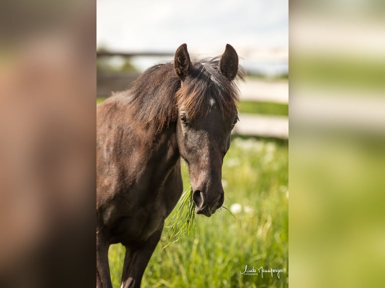 Azteca Hengst 1 Jaar 132 cm Grullo in Feuchtwangen