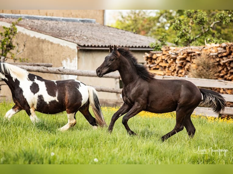 Azteca Hengst 1 Jaar 132 cm Grullo in Feuchtwangen