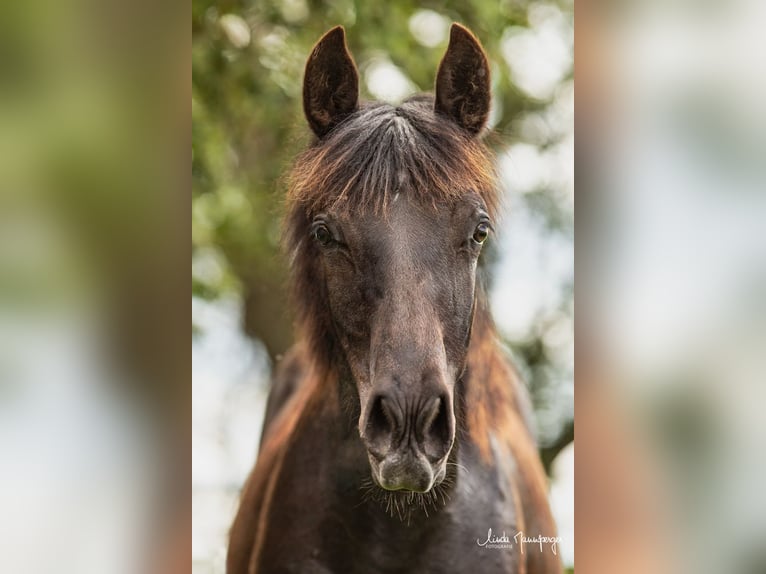 Azteca Hengst 1 Jaar 138 cm Grullo in Feuchtwangen