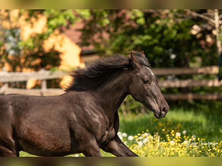 Azteca Hengst 1 Jaar 138 cm Grullo in Feuchtwangen