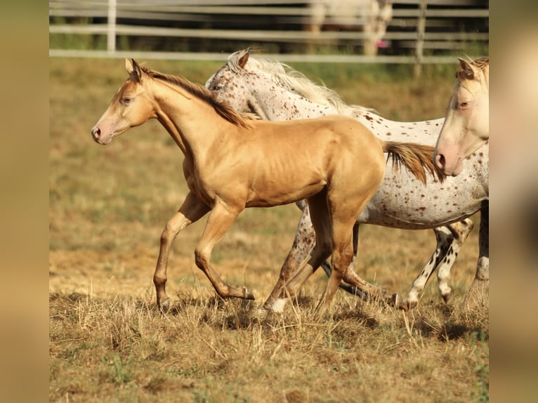 Azteca Hengst 1 Jaar 150 cm Champagne in Waldshut-Tiengen