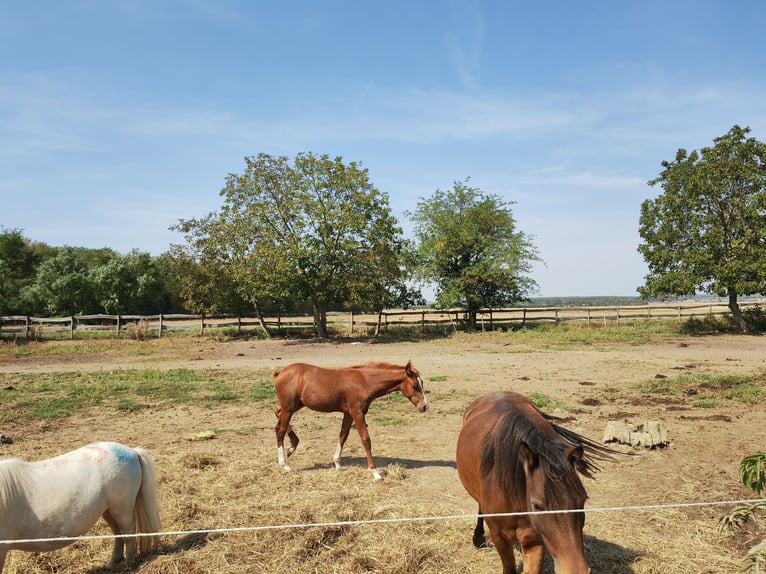 Azteca Mix Hengst 1 Jaar 150 cm Vos in Lutzmannsburg