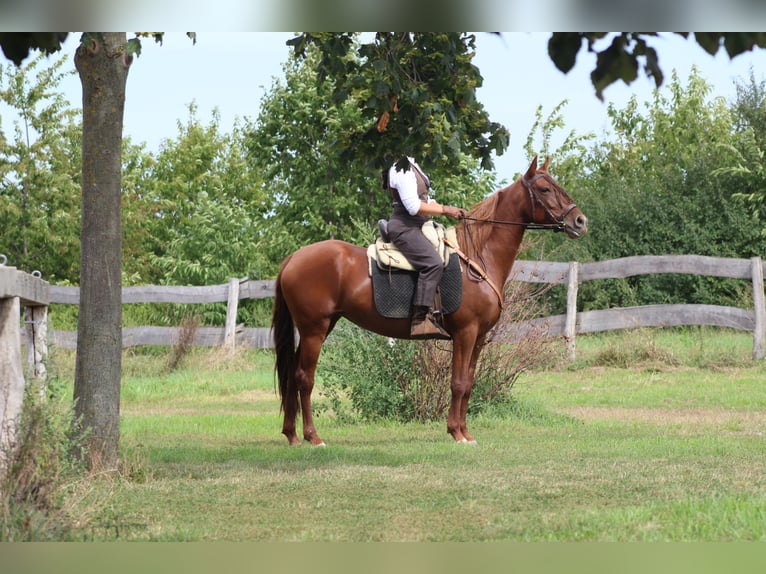 Azteca Mix Hengst 1 Jaar 150 cm Vos in Lutzmannsburg