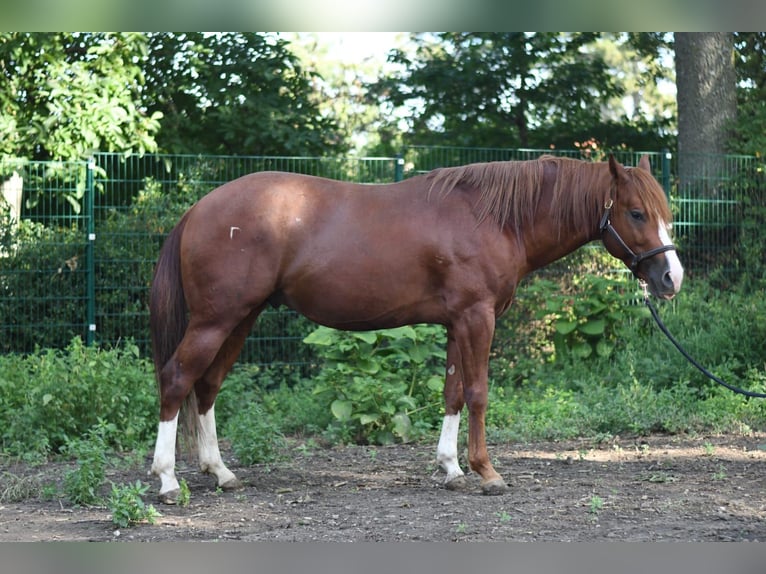 Azteca Mix Hengst 1 Jaar 150 cm Vos in Lutzmannsburg