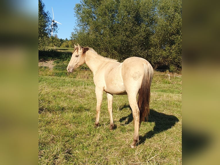 Azteca Hengst 1 Jaar 155 cm Champagne in B&#xFC;nde