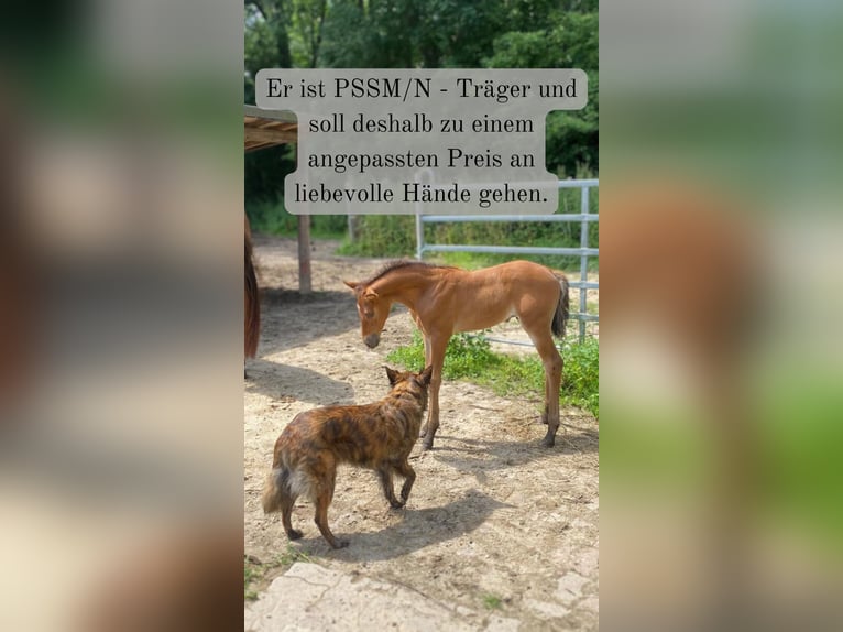 Azteca Hengst 1 Jaar 158 cm Bruin in Lauenau