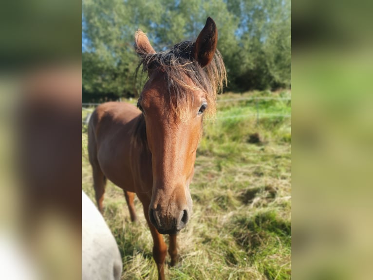 Azteca Hengst 1 Jaar 158 cm Bruin in R&#xF6;dinghausen