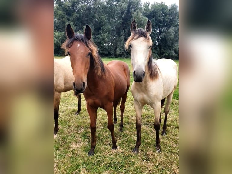 Azteca Hengst 1 Jaar 158 cm Bruin in R&#xF6;dinghausen