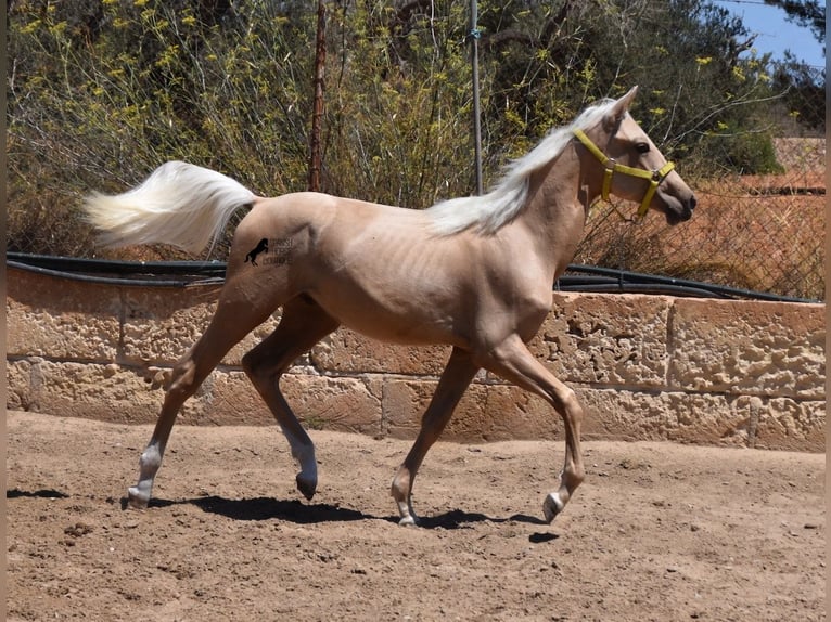 Azteca Hengst 1 Jaar 158 cm Palomino in Mallorca