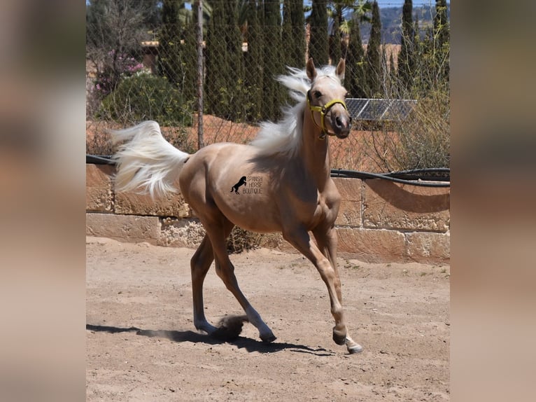 Azteca Hengst 1 Jaar 158 cm Palomino in Mallorca