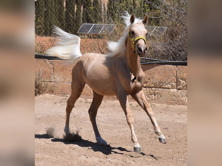 Azteca Hengst 1 Jaar 158 cm Palomino in Mallorca