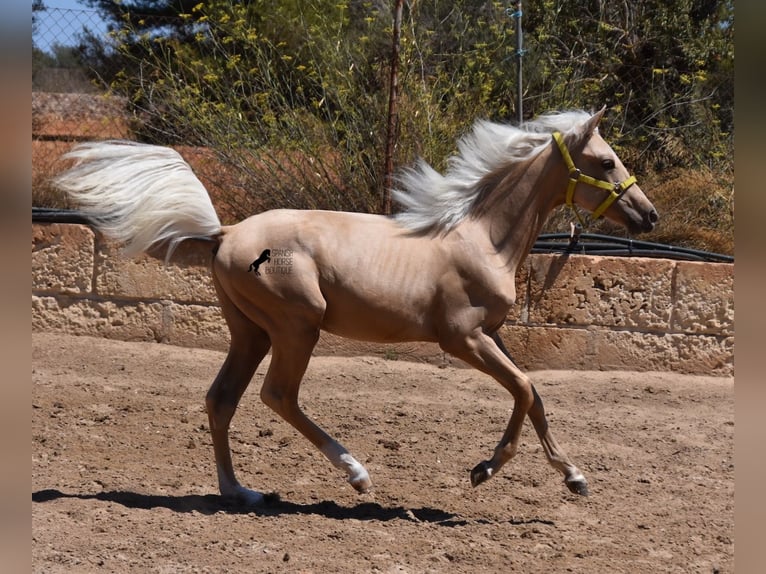 Azteca Hengst 1 Jaar 158 cm Palomino in Mallorca