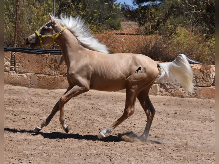 Azteca Hengst 1 Jaar 158 cm Palomino in Mallorca