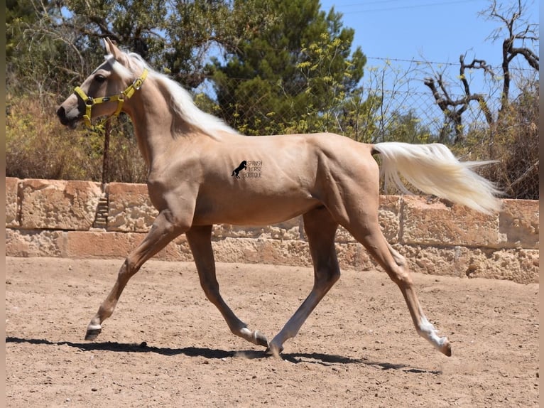 Azteca Hengst 1 Jaar 158 cm Palomino in Mallorca