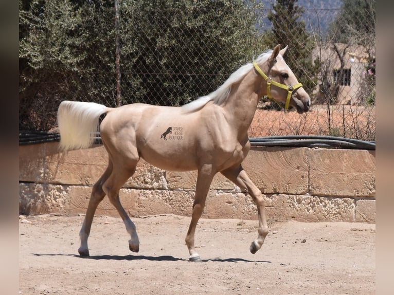 Azteca Hengst 1 Jaar 158 cm Palomino in Mallorca