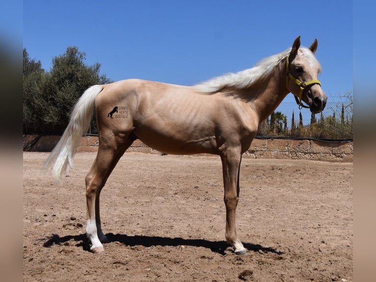 Azteca Hengst 1 Jaar 158 cm Palomino in Mallorca