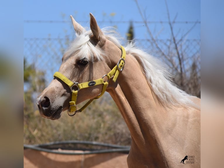 Azteca Hengst 1 Jaar 158 cm Palomino in Mallorca