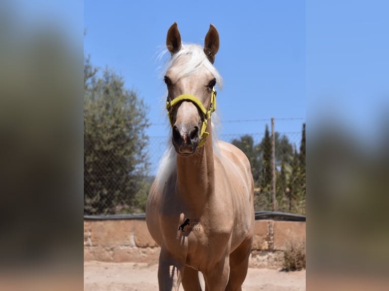 Azteca Hengst 1 Jaar 158 cm Palomino in Mallorca