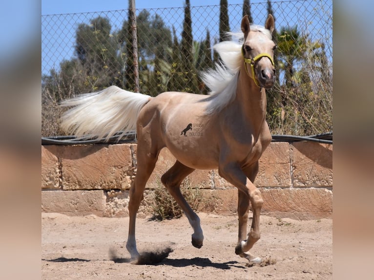 Azteca Hengst 1 Jaar 158 cm Palomino in Mallorca