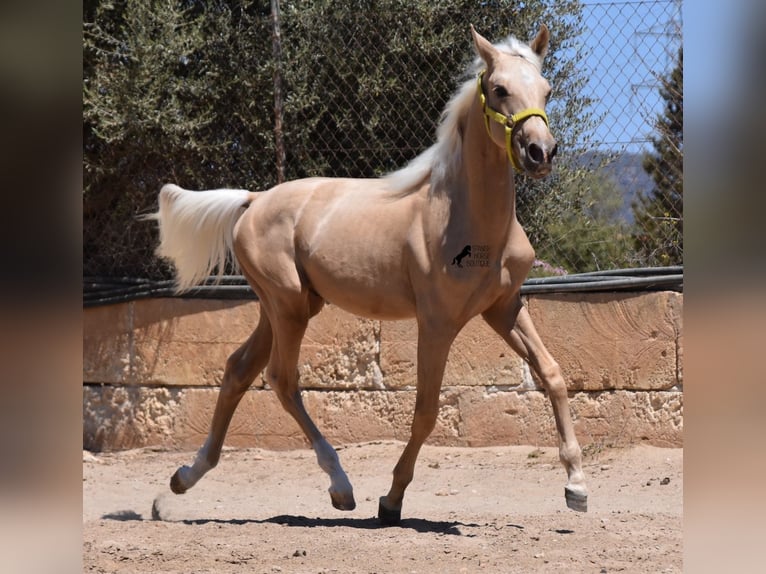 Azteca Hengst 1 Jaar 158 cm Palomino in Mallorca