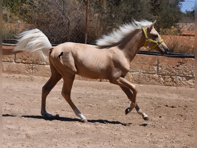 Azteca Hengst 1 Jaar 158 cm Palomino in Mallorca