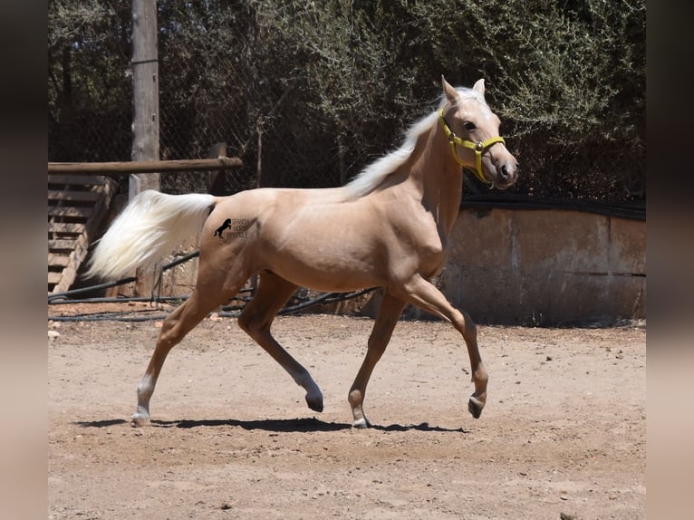 Azteca Hengst 1 Jaar 158 cm Palomino in Mallorca