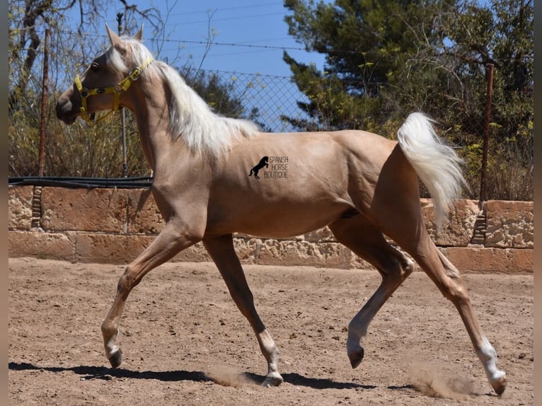 Azteca Hengst 1 Jaar 158 cm Palomino in Mallorca