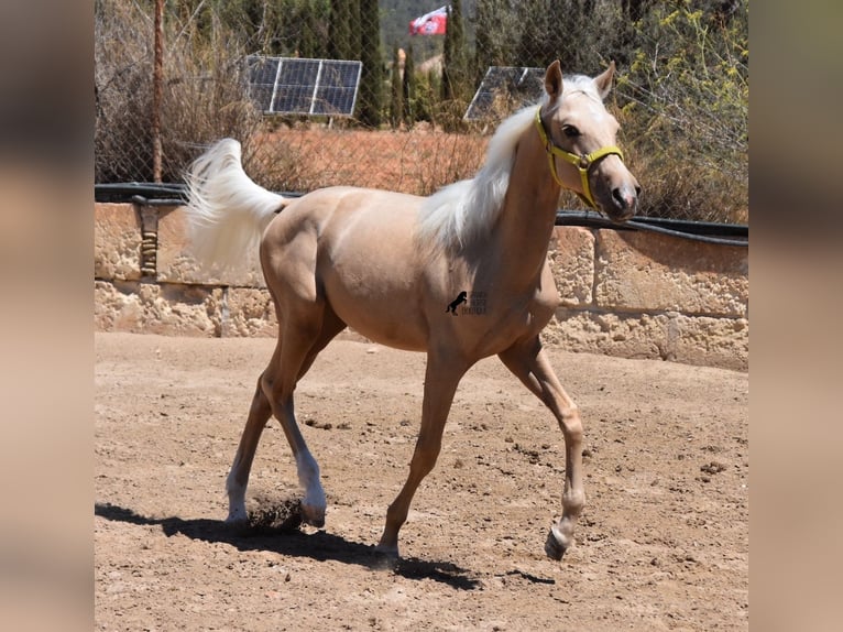 Azteca Hengst 1 Jaar 158 cm Palomino in Mallorca