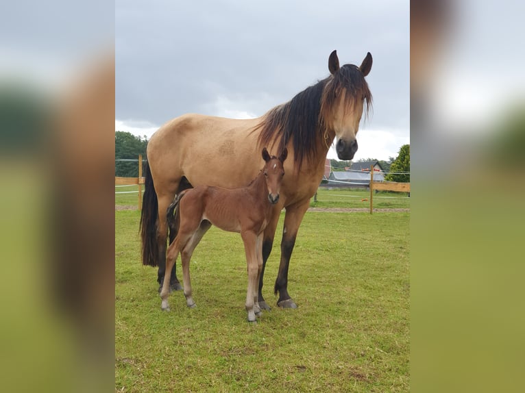 Azteca Hengst 1 Jaar 160 cm Bruin in Rödinghausen