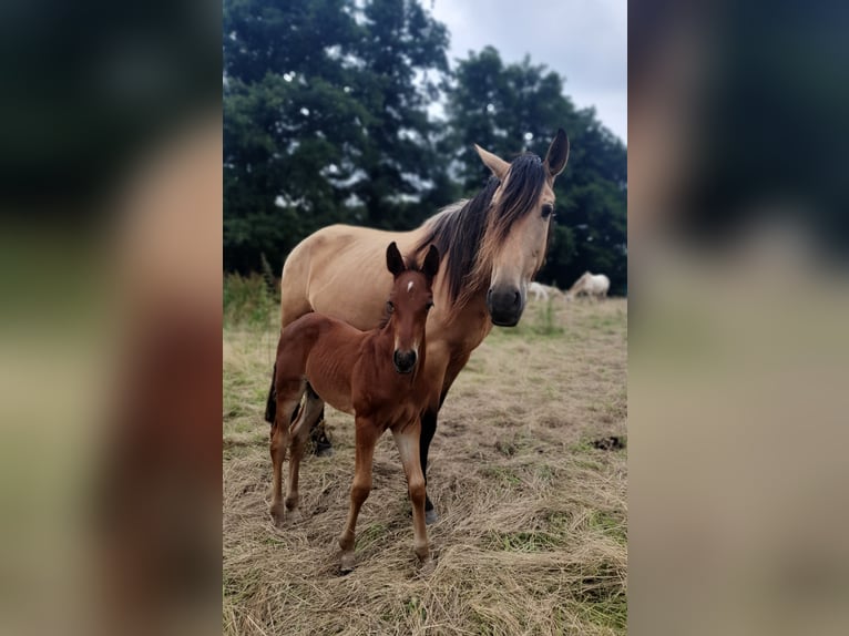 Azteca Hengst 1 Jaar 160 cm Bruin in Rödinghausen