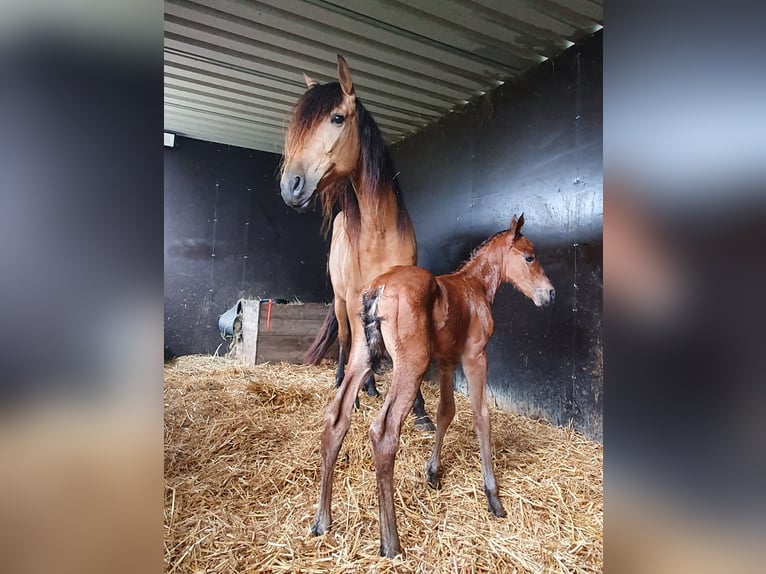 Azteca Hengst 1 Jaar 160 cm Bruin in Rödinghausen