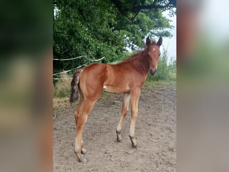 Azteca Hengst 1 Jaar 160 cm Bruin in Rödinghausen