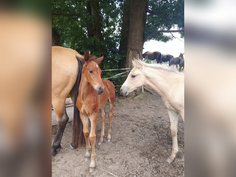 Azteca Hengst 1 Jaar 160 cm Bruin in Rödinghausen