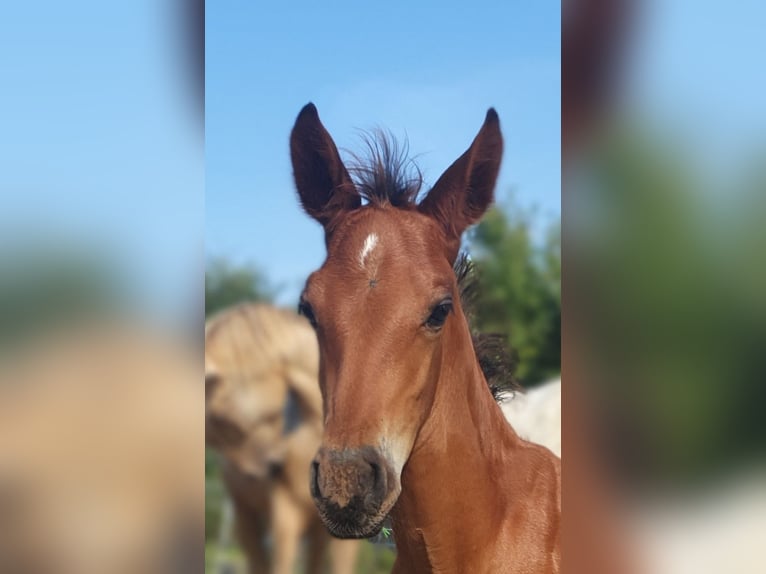 Azteca Hengst 1 Jaar 160 cm Bruin in Rödinghausen