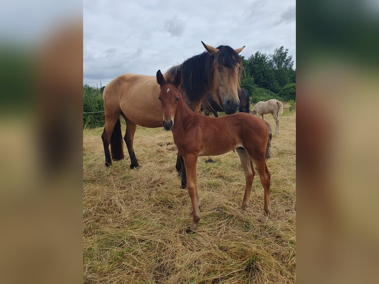 Azteca Hengst 1 Jaar 160 cm Bruin in Rödinghausen