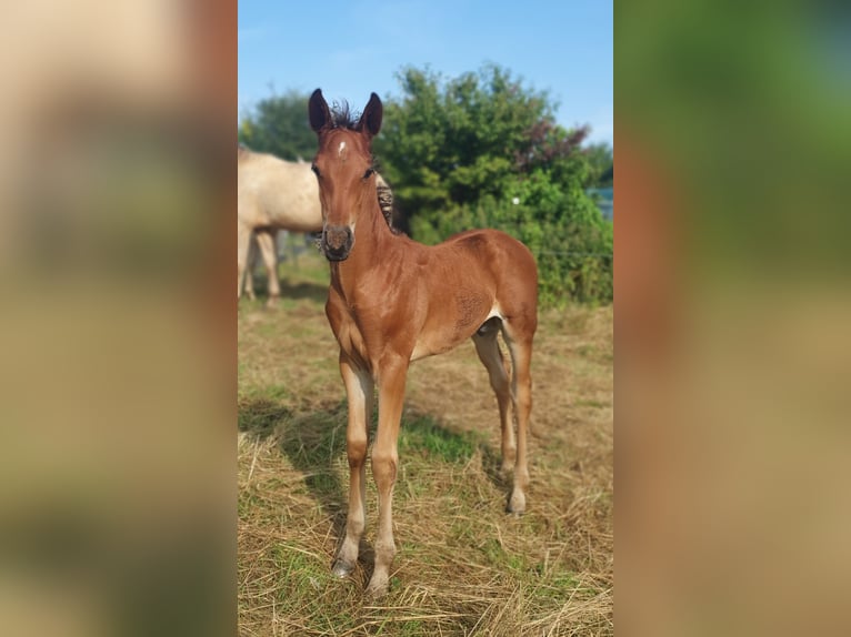 Azteca Hengst 1 Jaar 160 cm Bruin in Rödinghausen