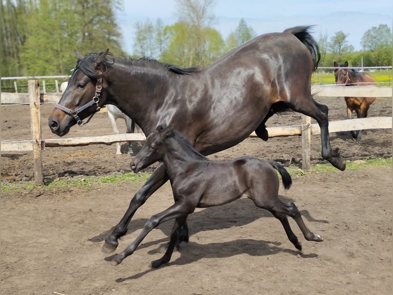 Azteca Mix Hengst 1 Jaar 160 cm Zwartbruin in Leipe