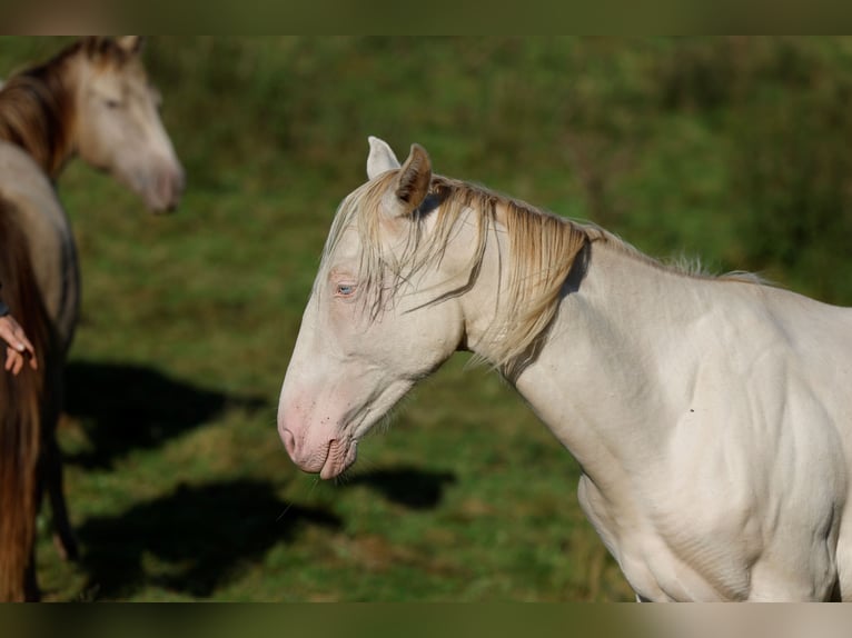 Azteca Hengst 1 Jaar 165 cm Perlino in Rödinghausen