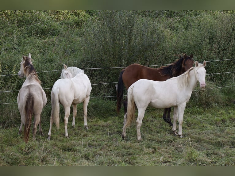 Azteca Hengst 1 Jaar 165 cm Perlino in Rödinghausen