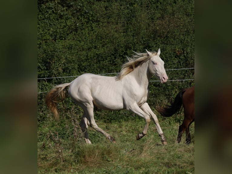 Azteca Hengst 1 Jaar 165 cm Perlino in Rödinghausen